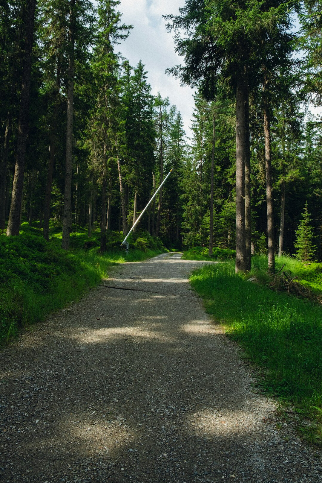 swiss mountain forest